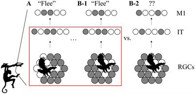 Local minimization of prediction errors drives learning of invariant object representations in a generative network model of visual perception